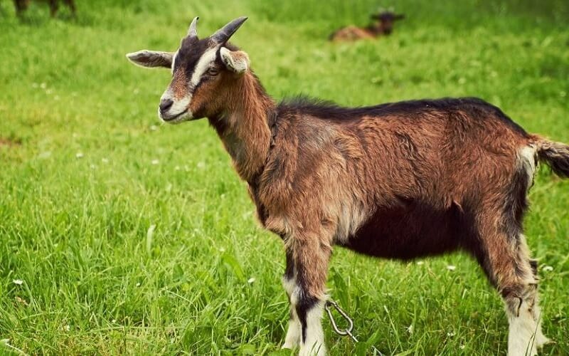 Tuổi Quý Mùi 2003 mệnh Mộc tương sinh mệnh Thủy